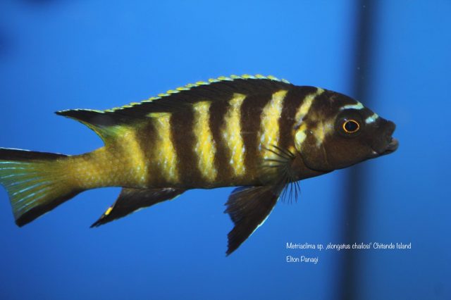 Metriaclima sp. ,elongatus chailosi' (samec)