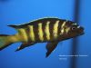 Metriaclima sp. ,elongatus chailosi' (samec)