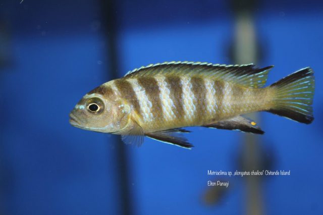 Metriaclima sp. ,elongatus chailosi' (samice)