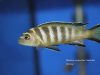 Metriaclima sp. ,elongatus chailosi' (samice)