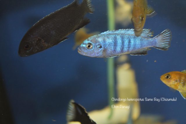 Chindongo heteropictus Same Bay