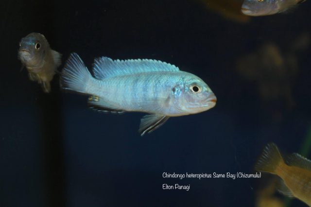 Chindongo heteropictus Same Bay