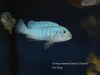 Chindongo heteropictus Same Bay