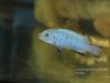 Chindongo heteropictus Same Bay
