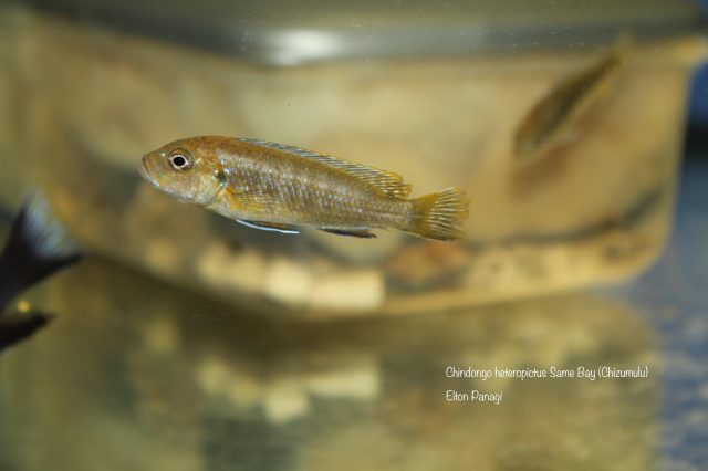 Chindongo heteropictus Same Bay (samice)