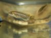 Chindongo heteropictus Same Bay (samice)