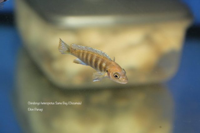 Chindongo heteropictus Same Bay (samice)