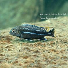 Melanochromis dialeptos