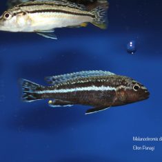 Melanochromis dialeptos