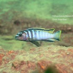 Tropheops kumwera