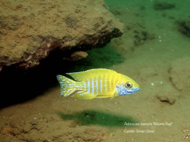 Aulonocara baenschi