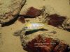 Aulonocara sp. 'deep lutheri' Gome Rock