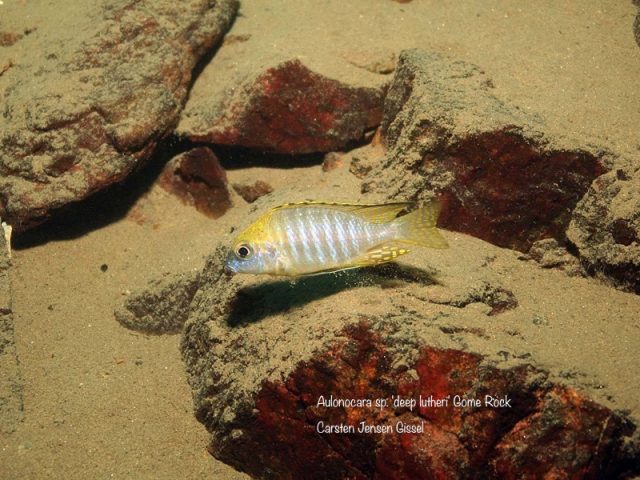 Aulonocara sp. 'deep lutheri' Gome Rock