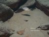 Aulonocara sp. 'deep lutheri' Gome Rock