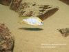 Aulonocara sp. 'deep lutheri' Gome Rock
