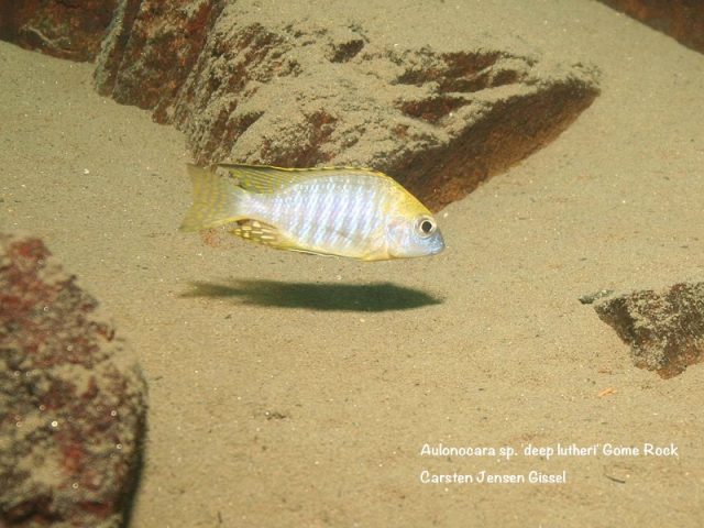 Aulonocara sp. 'deep lutheri' Gome Rock