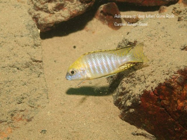 Aulonocara sp. &#8218;deep lutheri&#8216;