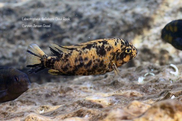 Labeotropheus fuelleborni Chiwi Rock (OB samice)