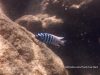 Metriaclima zebra (19)