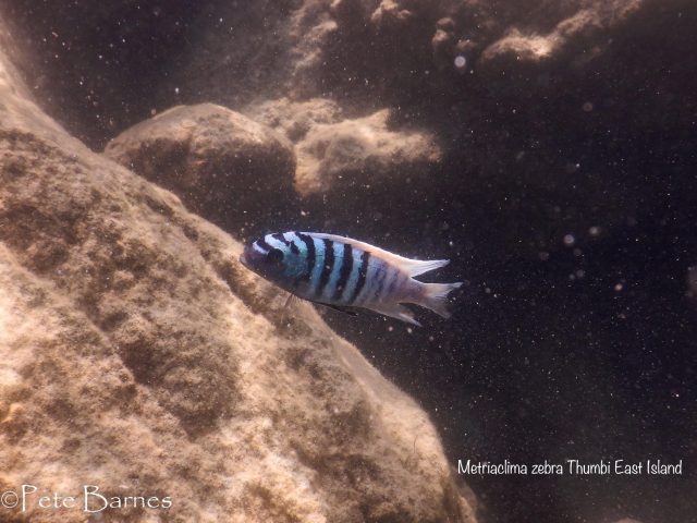 Metriaclima zebra (19)