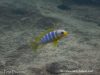 Metriaclima aurora Mitande Reef