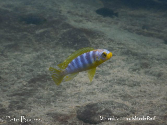 Metriaclima aurora Mitande Reef