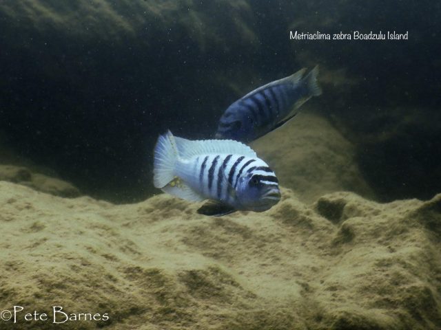 Metriaclima zebra (20)