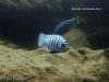 Metriaclima zebra (20)