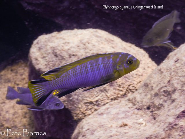 Chindongo cyaneus 