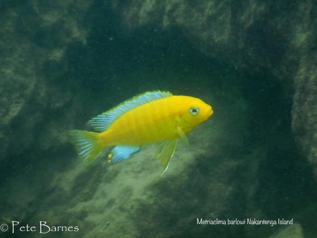 Metriaclima barlowi