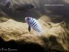 Metriaclima zebra Boadzulu Island