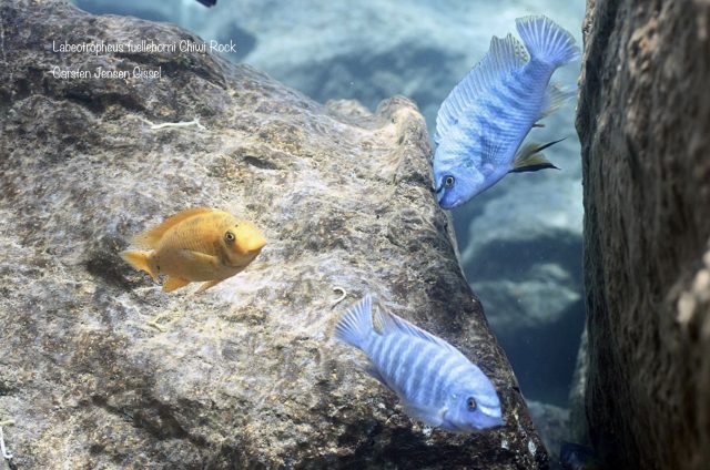 Labeotropheus fuelleborni Chiwi Rock