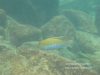 Labeotropheus trewavasae