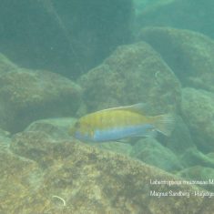Labeotropheus trewavasae