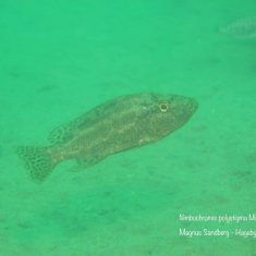 Nimbochromis polystigma