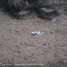 Nimbochromis livingstonii