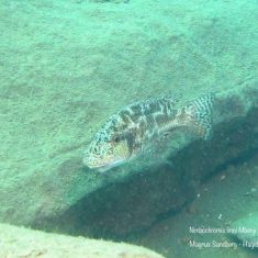 Nimbochromis linni