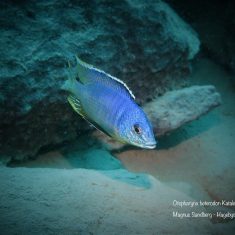 Otopharynx heterodon