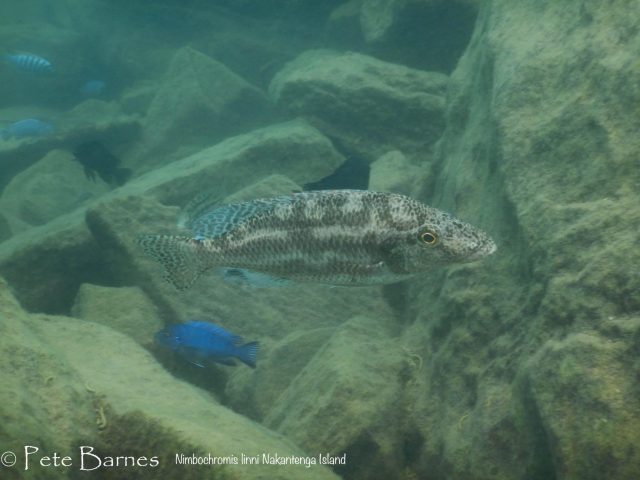 Nimbochromis linni