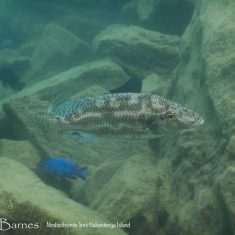 Nimbochromis linni