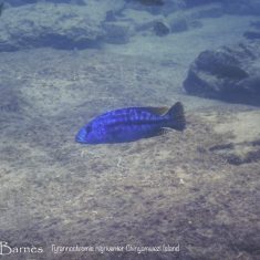 Tyrannochromis nigriventer