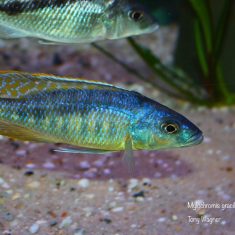 Mylochromis gracilis