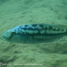 Tyrannochromis nigriventer