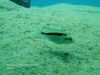 Mylochromis sp. ,lateristriga nkhata' Tchinga Reef