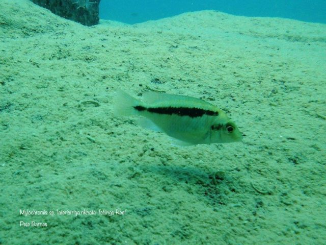 Mylochromis sp. ,lateristriga nkhata' Tchinga Reef