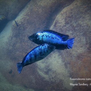 Fossorochromis rostratus