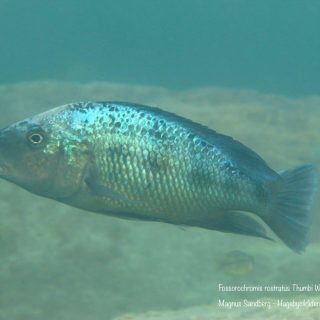 Fossorochromis rostratus