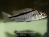 Champsochromis spilorhynchus