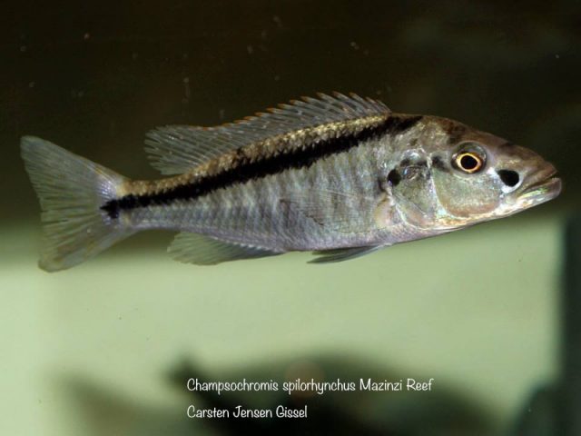 Champsochromis spilorhynchus