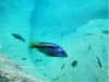 Mylochromis sp. ,lateristriga nkhata' Tchinga Reef